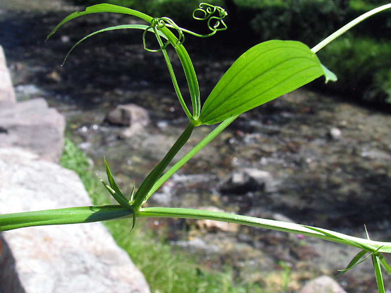 Lathyrus sylvestris L. /  Cicerchione